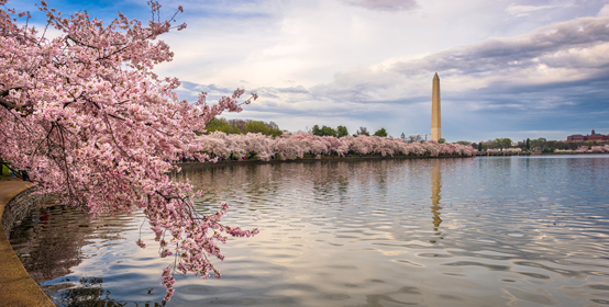 Washington DC Cherry Blossoms